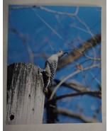  Incredible Red Bellied woodpecker eating a bee 8x10 photo, Wildlife Pho... - £20.99 GBP