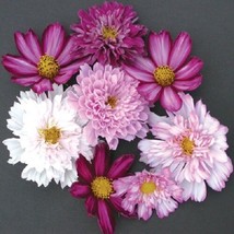 TH 35 Seeds Cosmos Double Click Mix Flower Seeds / Long Lasting Annual Drought T - £11.86 GBP