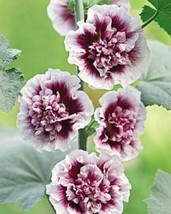 25 Double Purple Hollyhock Flower Flowers Perennial Seeds  - $18.99