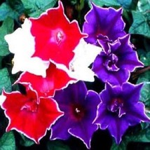 20 Morning Glory Kkyo Zaki Mix Ipomoea Self-Seeding Annual Flower Seeds Gardenin - £12.35 GBP