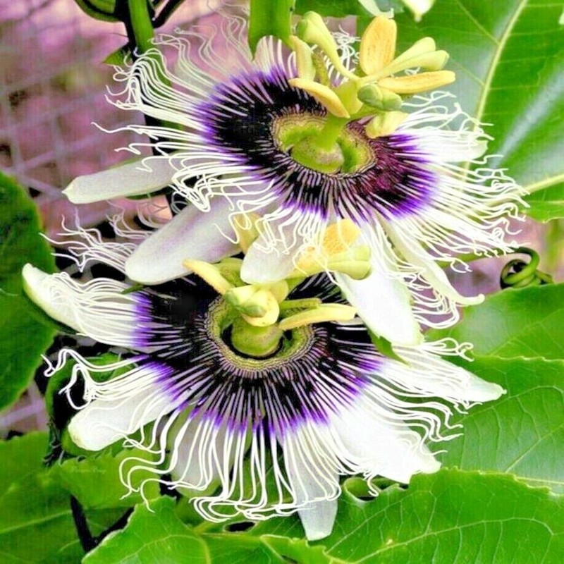 Passiflora Edulis Purple Granadilla