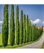 Cupressus Sempervirens Italian &amp; Tuscan Cypress Pencil Pine 10 Bulk Seeds - $449.51 MXN