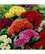 500 Celosia CRISTATA Mixed Cockscomb Dried Flowers Cutflowers Non-GMO Seeds - £5.07 GBP