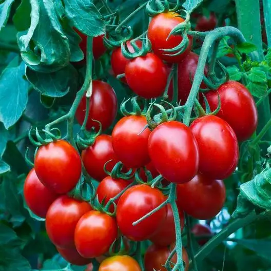 Fresh 50 Small Red Cherry Tomato Seeds Non-Gmo Heirloom Usa Seller - £7.06 GBP