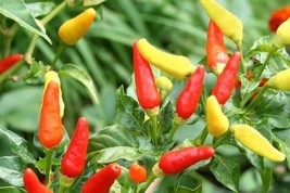 30+Tabasco Hot Pepper Seeds Hot Chili Pepper Made Tabasco Sauce Fresh Garden Fro - £6.45 GBP