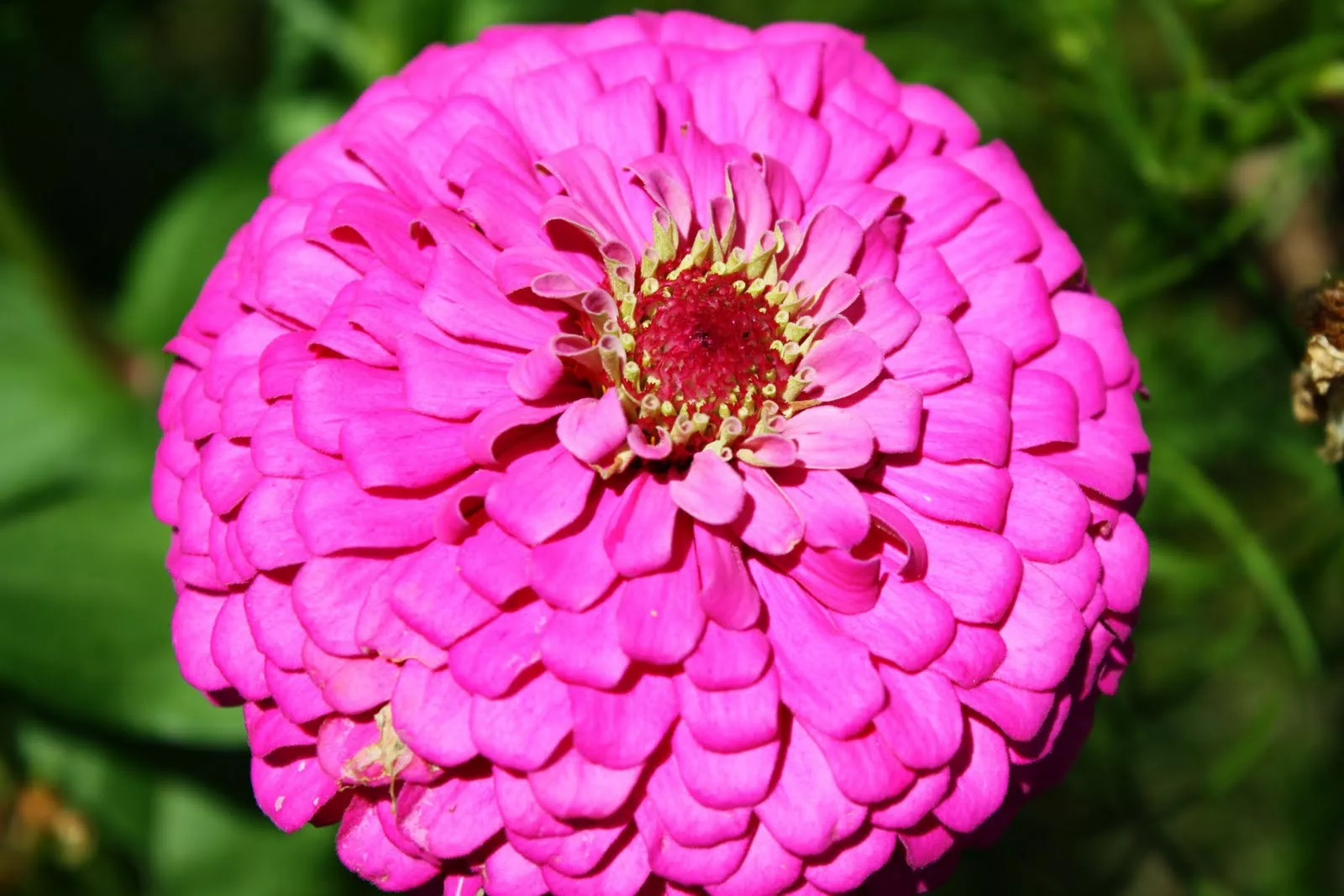 Zinnia, Pink, Fully Double Flower, 60 Seeds - $9.20