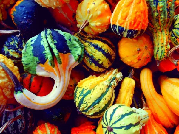 Small Gourd Mix Seeds To Grow 25+ Seeds Grow Your Own Fall Decor Usa Seller - £14.03 GBP