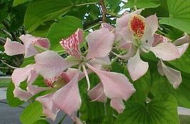 10 Pcs Pink Orchid Tree Seeds #MNHG - £12.97 GBP