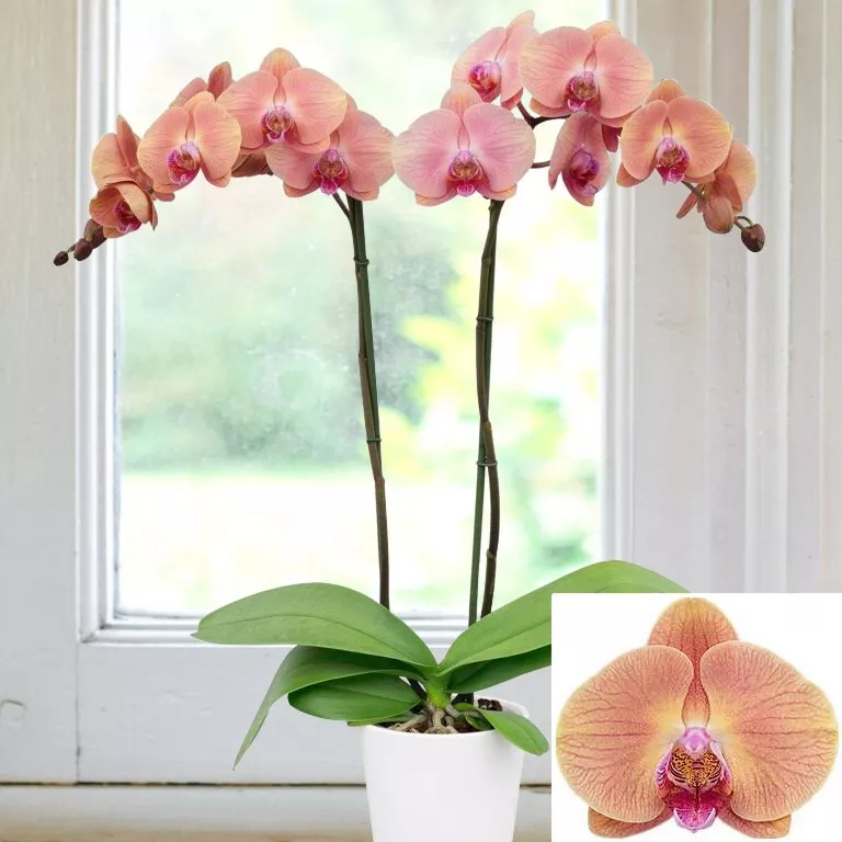 HGBO 15 Seeds Orchid ‘Midsummer Night House Plant Garden Flowers Bulk Seeds - £8.39 GBP