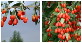 fresh goji, Chinese Wolfberry, Lycium barbarum, Murali Seeds 180 seeds /... - £18.16 GBP