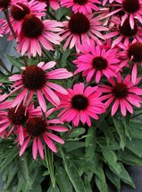 50 Wicked Coneflower Seeds Echinacea Flower Flowers Seed 1402 Fresh USA Fast Shi - £10.04 GBP