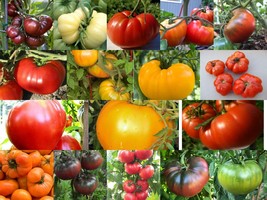 Beefsteak Tomatoes, Oxheart, Brandywine, Cherokee Purple, Black Krim, Many More - £1.31 GBP+