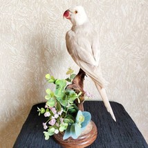 White Indian Ringneck Parrot (Psittacula Krameri) Taxidermy Stand Mount.... - $315.00