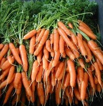 Scarlet Nantes Carrot Seeds - Organic &amp; Non Gmo Carrot Seeds - Heirloom Seeds –  - £1.76 GBP
