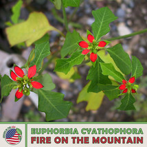 10 Fire On The Mountain Seeds, Euphorbia Cyathophor, Wild Poinsettia From US - £9.82 GBP