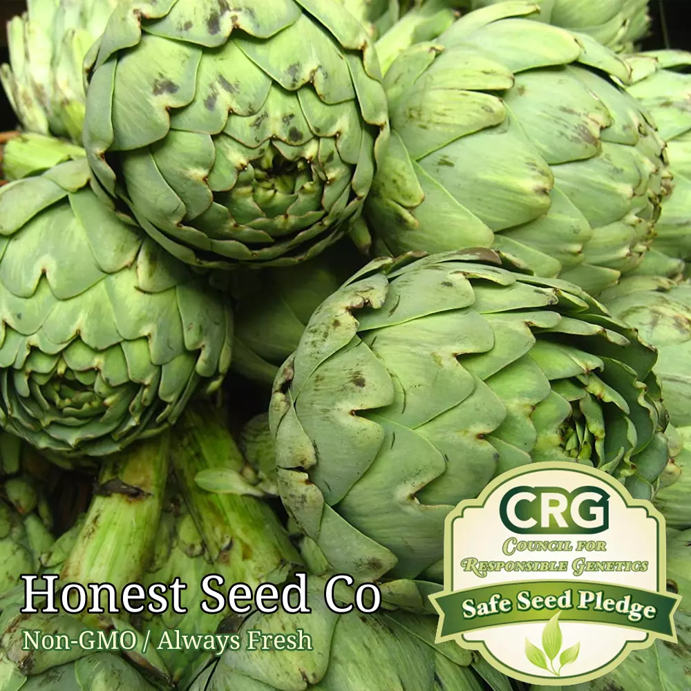 FARM 50 Green Globe Artichoke Seeds Non-Gmo Heirloom Bulk Seeds - $12.95 CAD