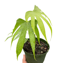 Tropicalia Anthurium Fingers Plant, 6 Inch Pot - Long-Lasting Blooms - $1,271.46 MXN