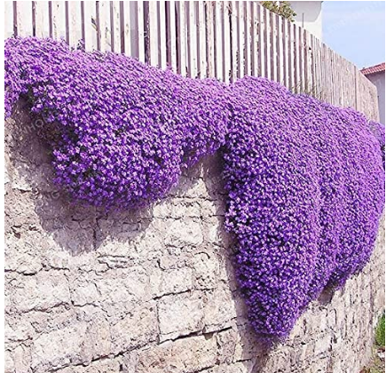 100Pcs Aubrieta Cultorum Seeds Rock Cress Plant Purple Flowers Fresh Seeds - $5.19