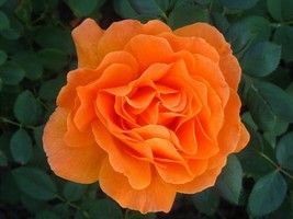 Vavoom Floribunda Rose Seeds 10 Per Pack ~Germination Instructions Inclu... - $8.35