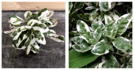 Live Plant Alternanthera ‘snow queen’ Starter Plant - $24.99