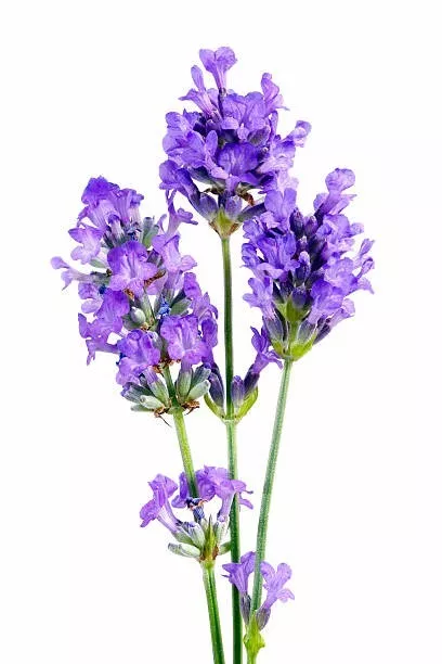 40 VERA LAVENDER SEEDS | SALE NON GMO HEIRLOOM - $2.15