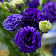 200Seeds Eustoma grandiflorum seeds - £23.16 GBP