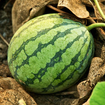 Crimson Sweet Watermelon Medium Large Sugar Juicy Red Fruit Garden Usa Shipping - $9.90