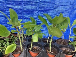 Aws Immune Boost Jamaican -LEAF-OF Life Plant (Bryophyllum Pinnatum) 6&quot;-9&quot; Wow! - £15.83 GBP