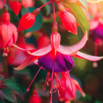 SR 25 Seeds Fuchsia Lantern Flowers USA Seller - $10.51