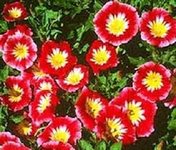 50 Morning Glory Red Ensign Dwarf Morning Glory Fresh Seeds Gardening USA - $20.00