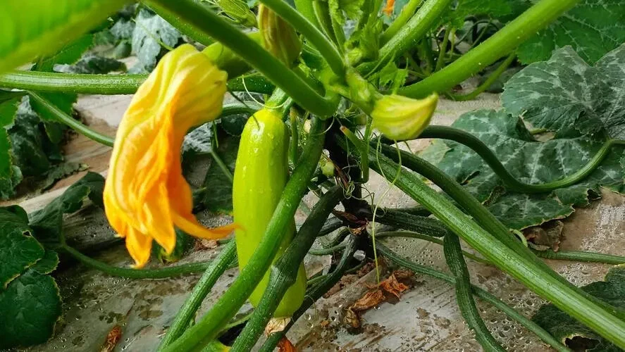 Zucchini -Green Eden - $8.34