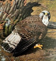 Rough Legged Buzzard Art Print Color Plate Birds Of Prey Vintage 1979 DW... - $15.75
