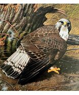 Rough Legged Buzzard Art Print Color Plate Birds Of Prey Vintage 1979 DW... - $22.07 CAD