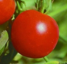 Siberian Tomato Seeds 50 Determinate Cool Season Vegetable Garden Fresh Seeds US - £3.51 GBP