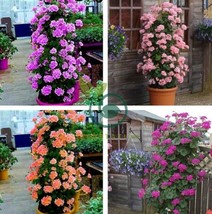 6304d6f5d305c 570765b thumb200