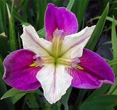 Live Colorific Bi-Color Louisiana Iris Aquatic Marginal Pond Plant - £20.77 GBP