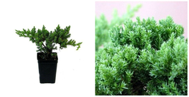 Bonsai Juniper Procumbens Nanas Evergreen Tree Starter Live Plant 3&quot; Pot - C2 - £39.49 GBP