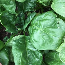 Giant Noble Spinach Seeds Giant Leaf Fresh Fast Shipping - $3.98