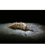 BEAR SPIRIT Tooth in Silver Pendant Extremely Powerful Amulet izida - $343.00