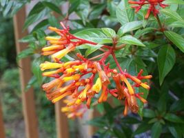 PATB African Mexican Firebush Plant - Attract Butterflies Hummingbirds - £23.33 GBP