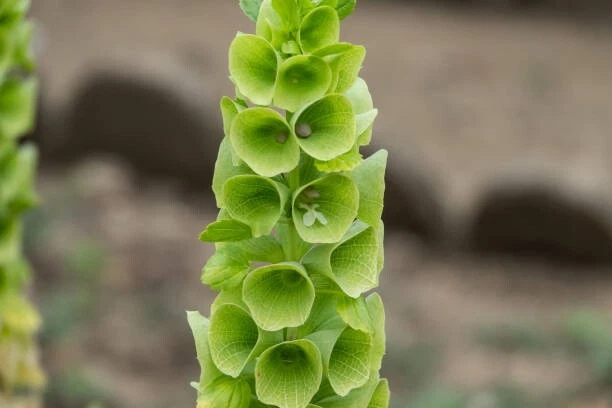 50 BELLS OF IRELAND SEEDS | SALE NON GMO HEIRLOOM - $6.60