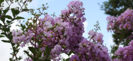 20 Pc Seeds Crepe Myrtle Flower Plant, Pink Myrtle Seeds for Planting | RK - £15.10 GBP