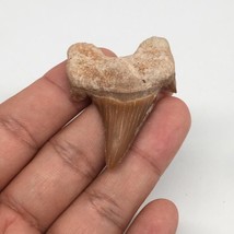 12.5g, 1.9&quot;X 1.4&quot;x 0.5&quot; Natural Fossils Fish Shark Tooth @Morocco,MF2732 - £6.43 GBP