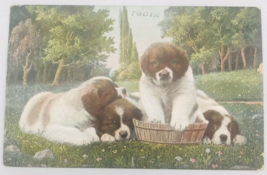 1906 Saint Bernard Dog Puppies in Wood Bucket Postcard Franklin 1c Station J - £6.90 GBP