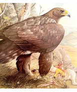 Golden Eagle Art Print Color Plate Birds Of Prey Vintage Nature 1979 DWT11A - $651.93 MXN