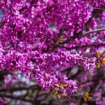 Judas Tree Seeds Cercis Siliquastrum Mediterranean Redbud Plant Fast Hardy-4 USA - $14.98