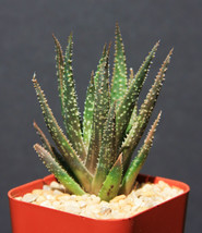 ALOE Twilight Zone, exotic rare succulent hybrid bonsai gasteraloe plant 2&quot; pot - £11.02 GBP