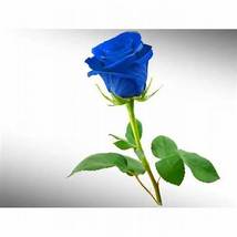 Purple European Rose, 50 Seeds D - £7.73 GBP