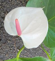 Live Plant Anthurium White Flowers, Outdoor &amp; Indoor Plant, Houseplant - £24.38 GBP