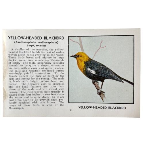 Yellow Headed BlackBird Print 1931 Blue Book Birds Of America Art PCBG13B - $19.99